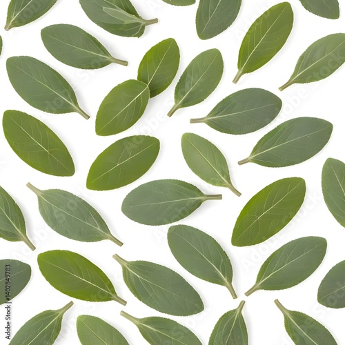 Sage Leaves Pattern, Flat Lay, Green Herbs
