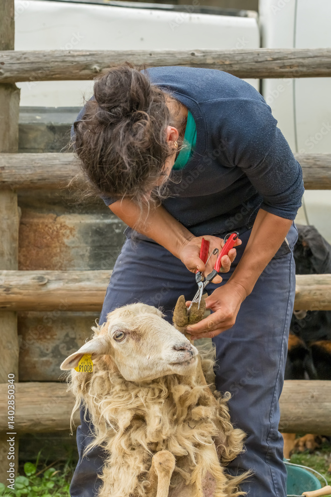 Farmer performing regular medical treatment on sheep at a farm in the Pyrenees, France.