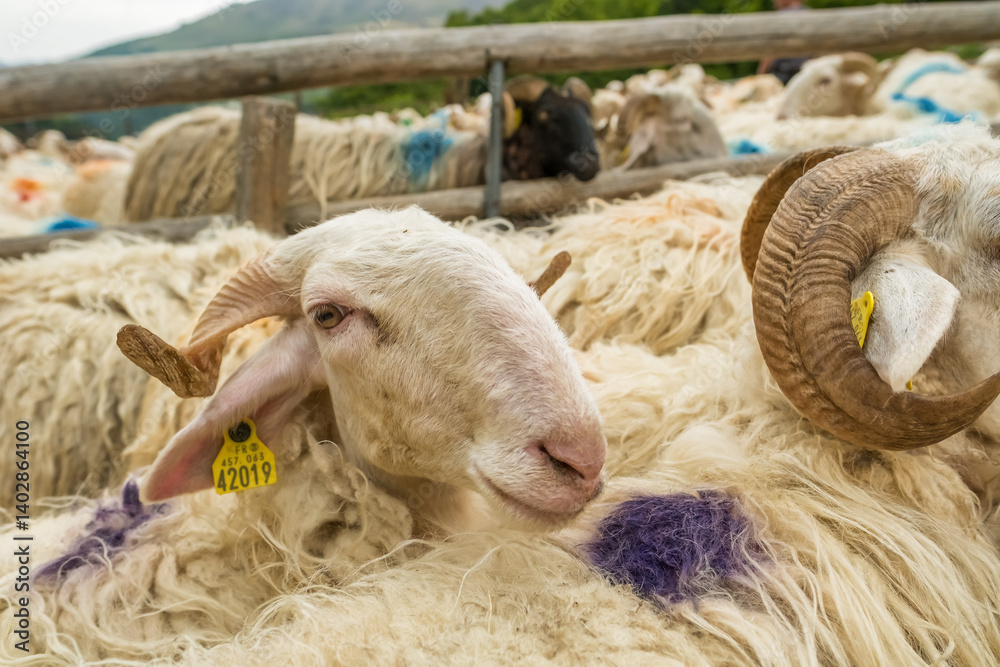 Sheep farm in the Pyrenees mountains. Cheese production in France