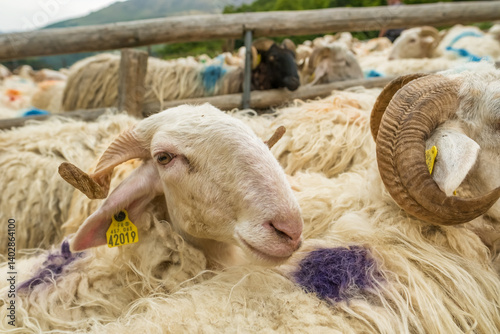 Obraz na płótnie Sheep farm in the Pyrenees mountains. Cheese production in France w salonie