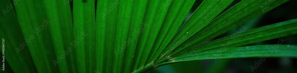 Deep green palm leaf, striking texture close-up, vibrant, image Deep green palm leaf, striking texture close-up, vibrant, image