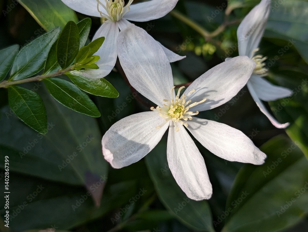 Fototapeta premium Closeup of a Clematis flower