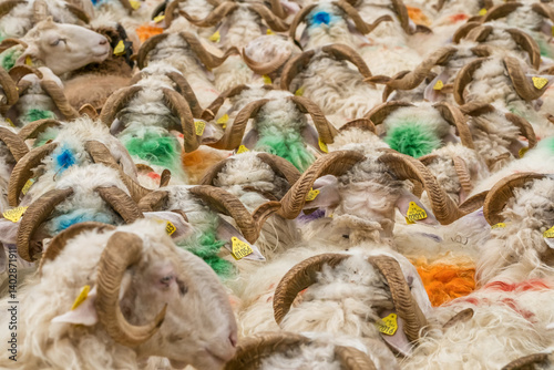 Sheep farm in the Pyrenees mountains. Cheese production in France