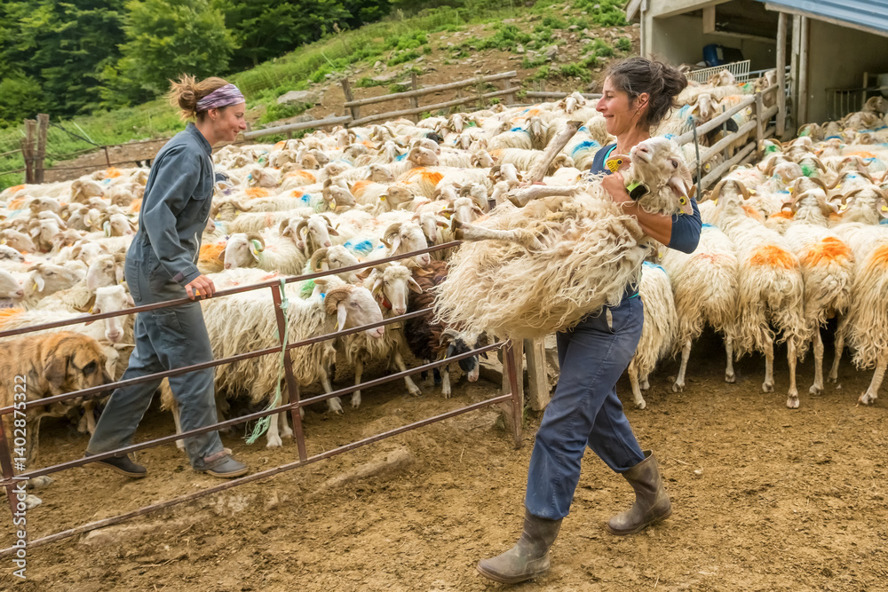Farmer performing regular medical treatment on sheep at a farm in the Pyrenees, France.