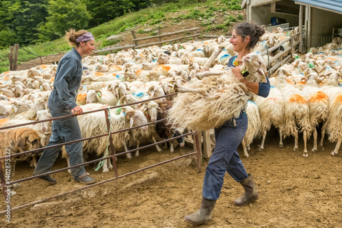 Obraz na płótnie Farmer performing regular medical treatment on sheep at a farm in the Pyrenees, France. w salonie