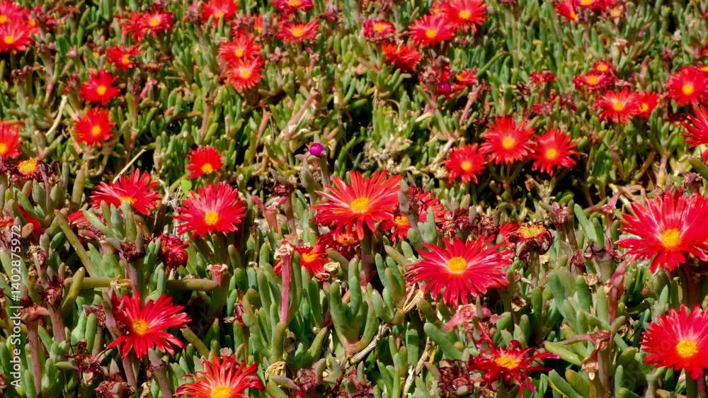 Bright red blossoms of the succulent ice plant, growing in a field in western Crete Bright red blossoms of the succulent ice plant, growing in a field in western Crete