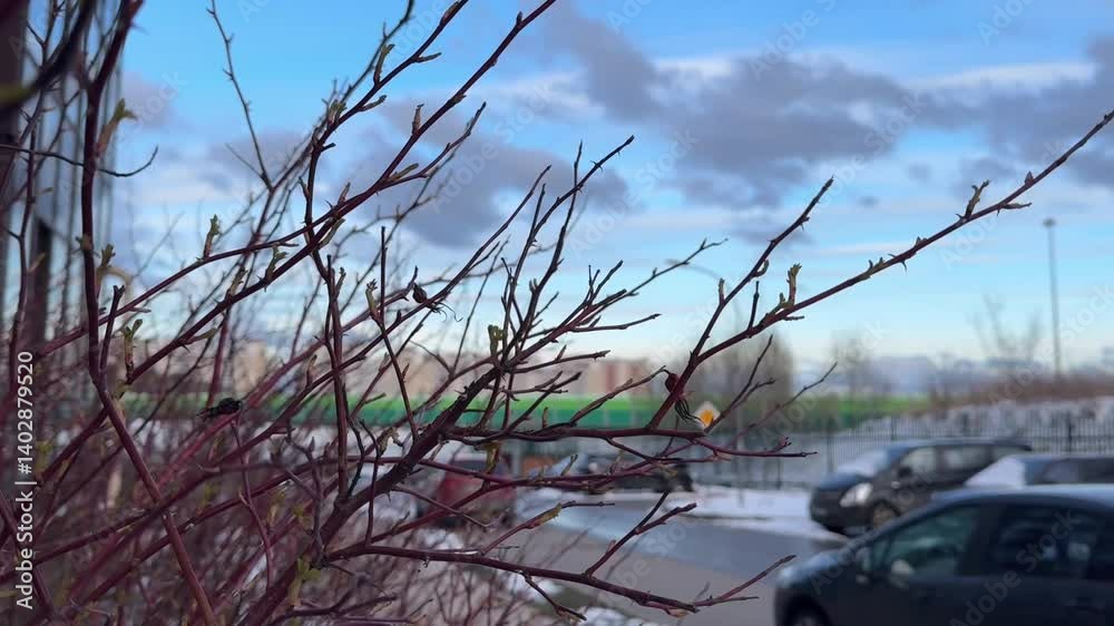  Shoot close-up or glide along a tree branch with buds on it on a spring day against a blue sky with incredible clouds.
