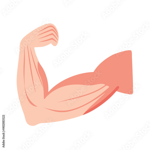 Arm Muscle Illustration Icon Representing Human Muscular System and Strength