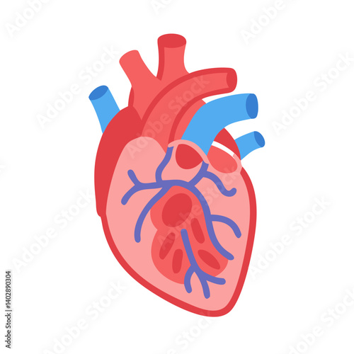 Heart Anatomy Icon Representing Cardiovascular Structure and Function