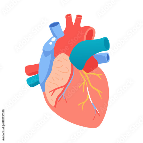 Heart Anatomy Icon Representing Cardiovascular Structure and Function