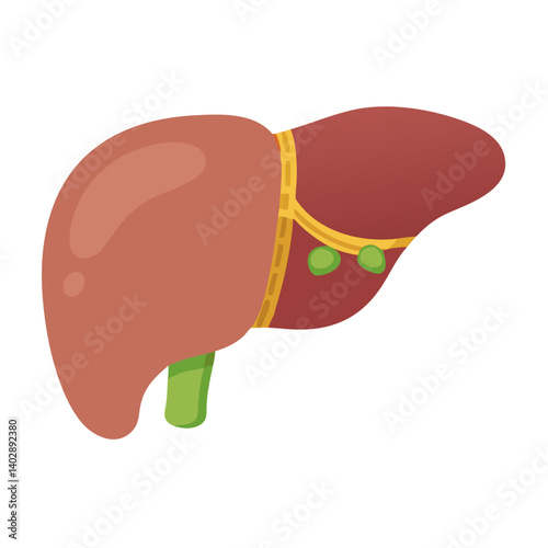 Liver with Gallbladder Icon Representing Digestive System and Bile Production
