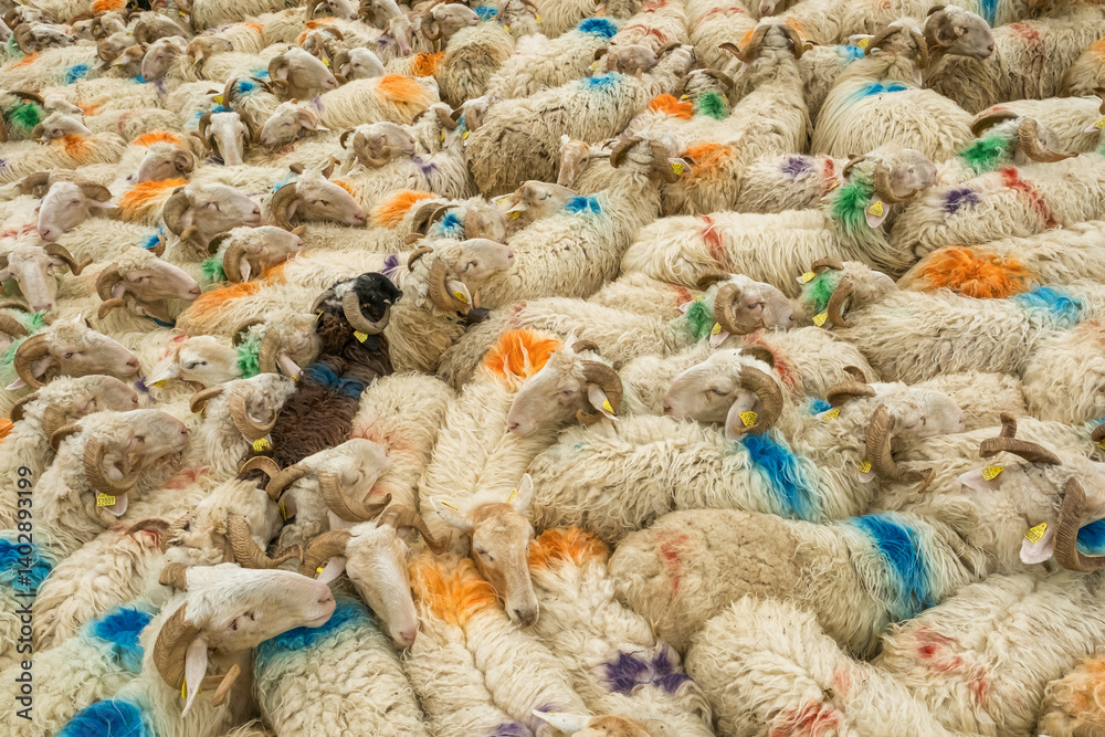 Sheep farm in the Pyrenees mountains. Cheese production in France