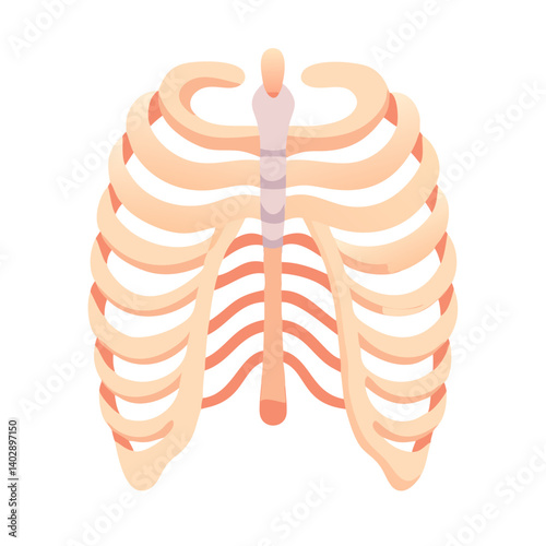 Rib Cage Anatomy Icon Representing Thoracic Skeleton and Human Anatomy