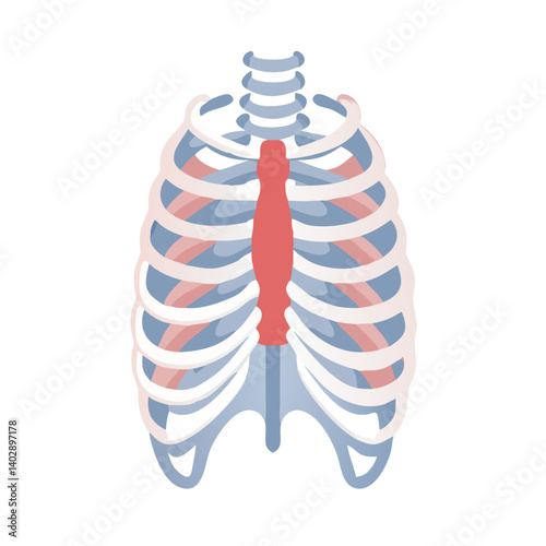 Rib Cage Anatomy Icon Representing Thoracic Skeleton and Human Anatomy