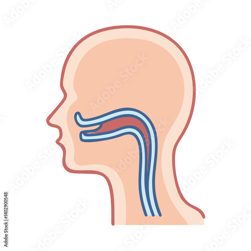 Throat and Esophagus Side View Representing Digestive and Respiratory Functions