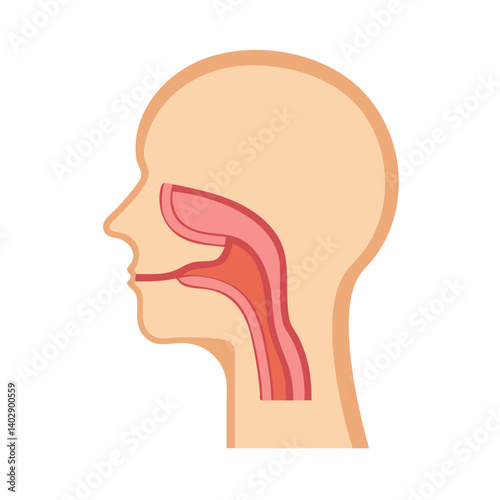 Throat and Esophagus Side View Representing Digestive and Respiratory Functions