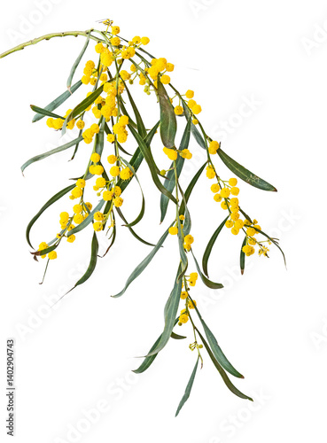 Close up of Acacia saligna