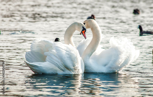 two swans on the lake