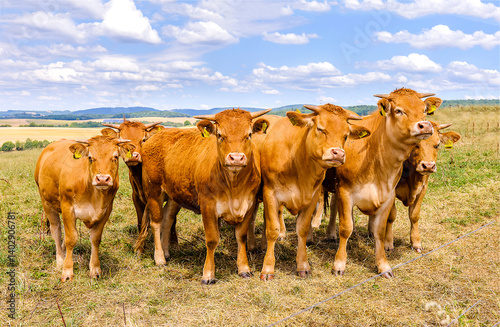 Obraz na płótnie cows in the field w salonie