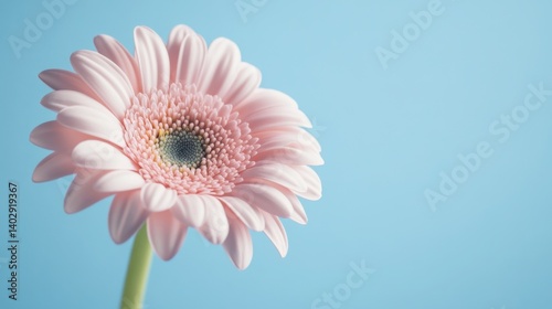 Pink gerbera flower blooming on light blue background representing beauty and freshness
