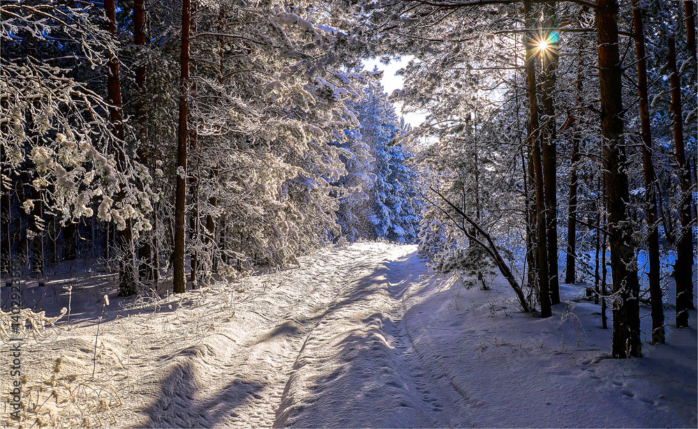 winter forest in the morning