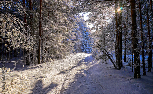 Obraz na płótnie winter forest in the morning w salonie