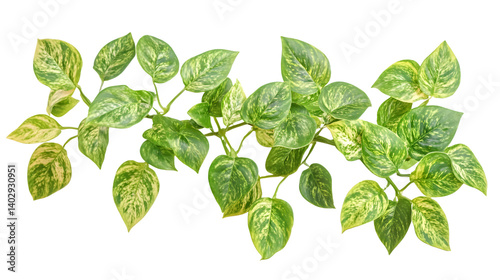 Lush Jungle Leaves Plant Isolated with Clipping Path for Professional Design Use