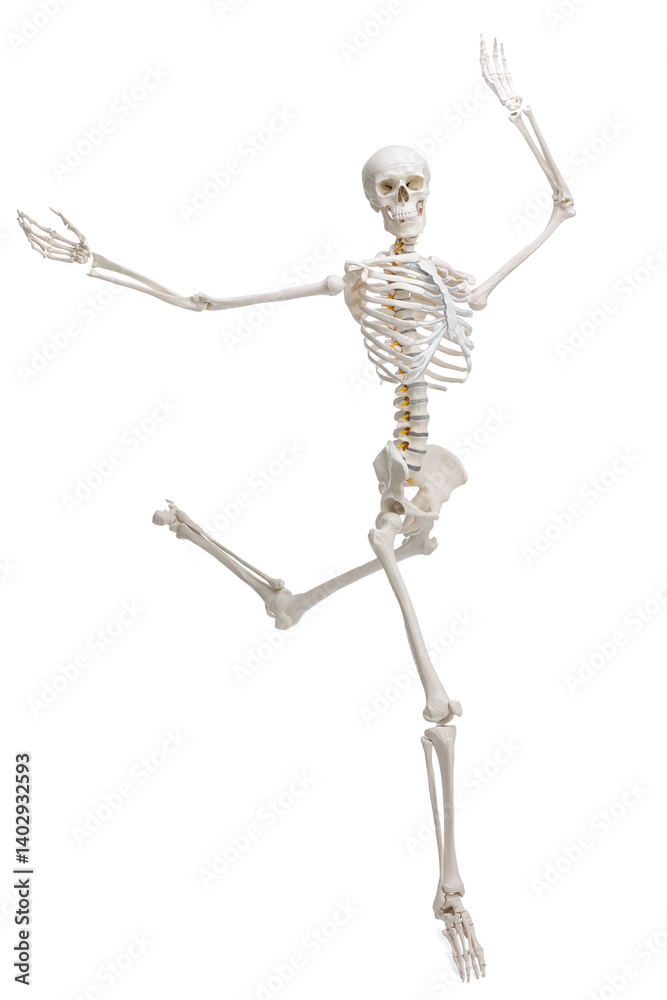 Artificial human skeleton model isolated on white