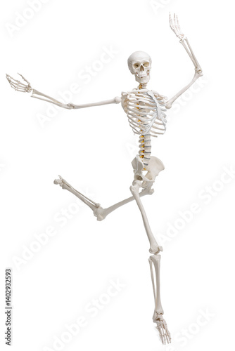Obraz na płótnie Artificial human skeleton model isolated on white w salonie