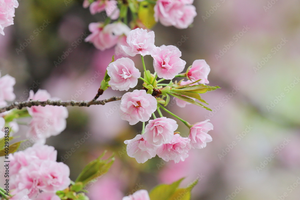 桜(笹部桜) 桜(笹部桜)