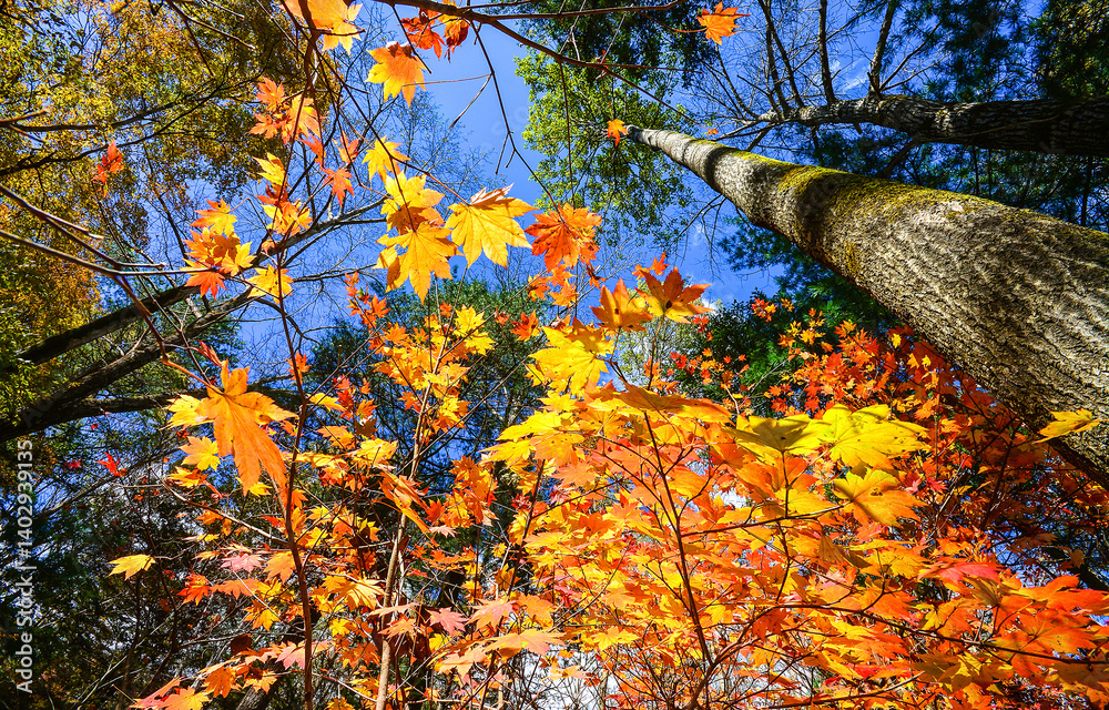 autumn leaves on a tree