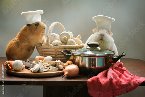 Obraz na płótnie guinea pig cooking w salonie