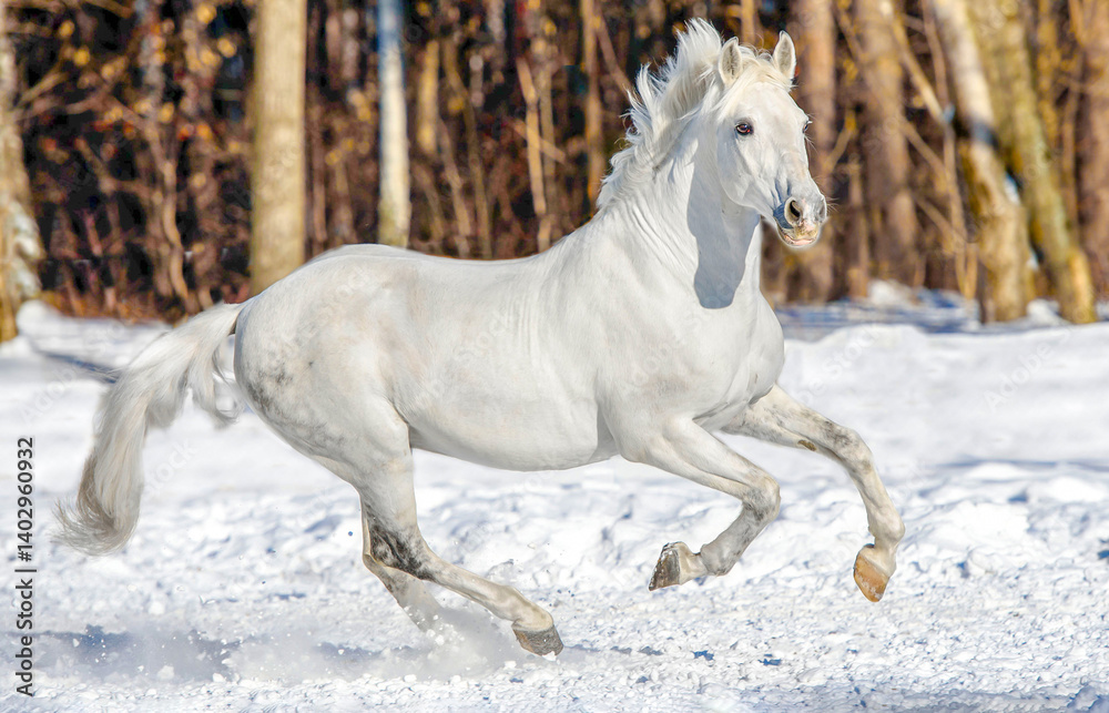 white horse in winter