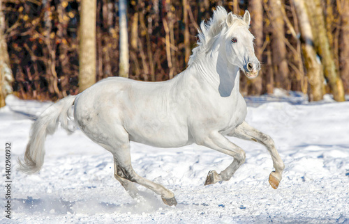 white horse in winter