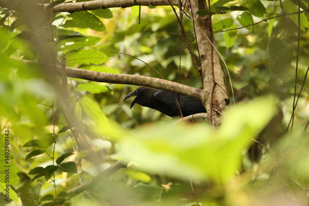 The brown-headed crow (Corvus fuscicapillus) is a passerine bird of the genus Corvus in the family Corvidae. Endemic to Indonesia. This photo was taken in Waigeo island. The brown-headed crow (Corvus fuscicapillus) is a passerine bird of the genus Corvus in the family Corvidae. Endemic to Indonesia. This photo was taken in Waigeo island.
