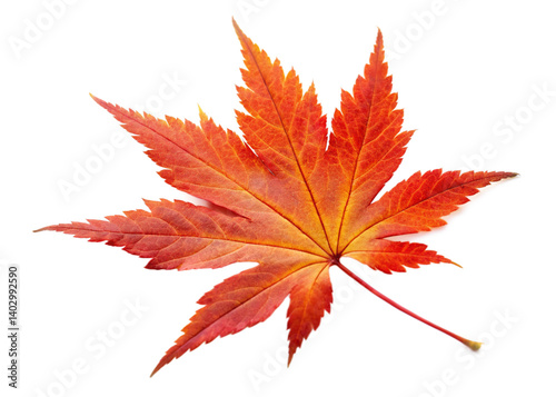 Momiji isolated on white background