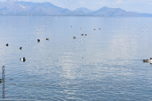 猪苗代湖　鴨　鶏の様子 photo