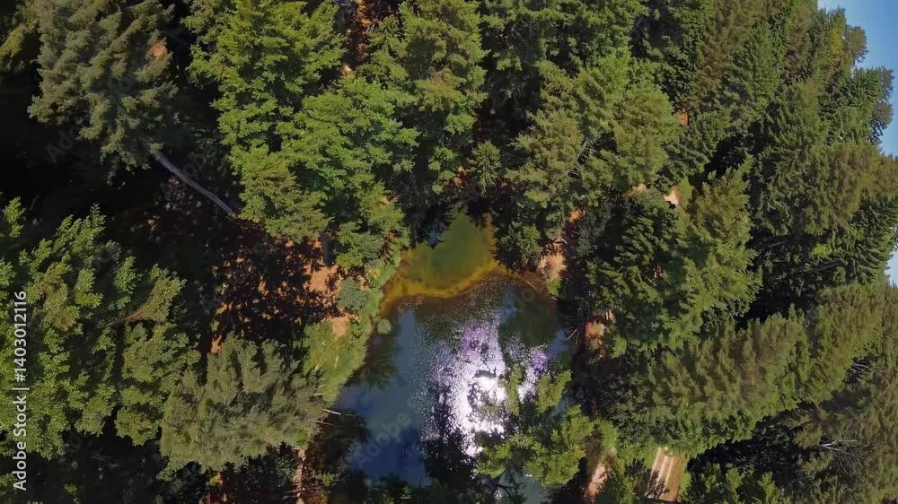 Drone descent into peaceful green forest Drone descent into peaceful green forest