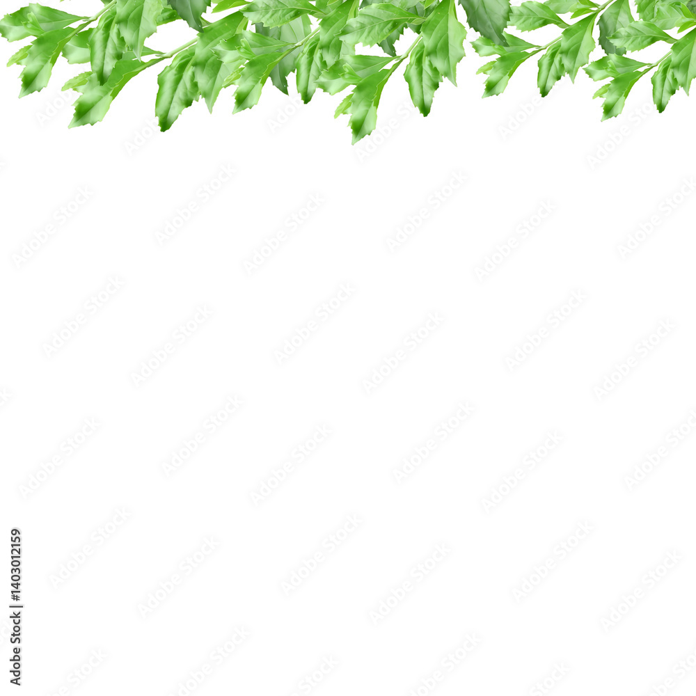 Fresh Green Parsley Leaves Border Isolated on white Background – Natural Culinary Herb Decoration Fresh Green Parsley Leaves Border Isolated on white Background – Natural Culinary Herb Decoration