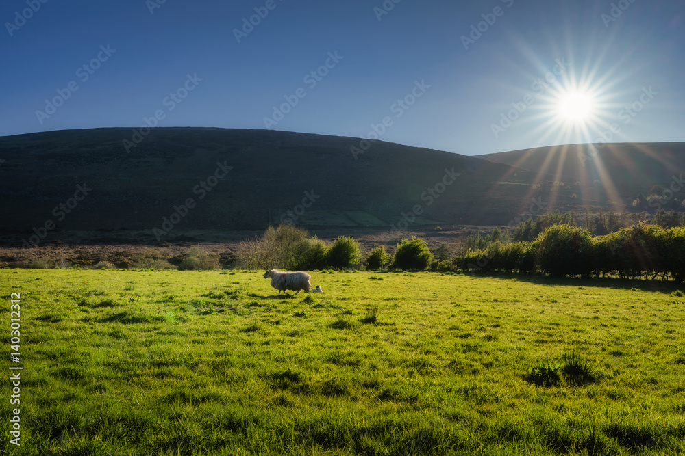 A tranquil sunrise casts a warm glow over a picturesque farm landscape, showcasing vibrant green fields and a sheep grazing peacefully in the early light, Bohernabreena Reservoir, Dublin, Ireland