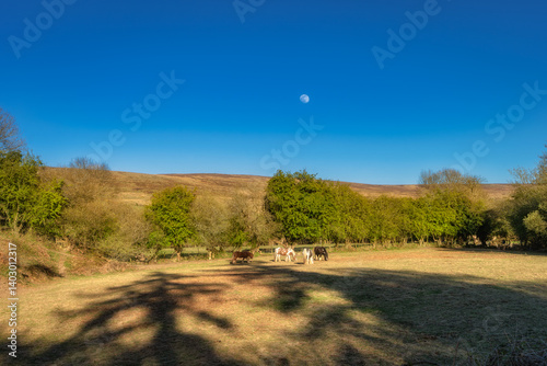 Obraz na płótnie A serene and tranquil countryside scene features horses, clear blue sky, scattered trees, and a visible moon, making it perfect for all nature lovers to enjoy, Bohernabreena Reservoir, Dublin, Ireland w salonie