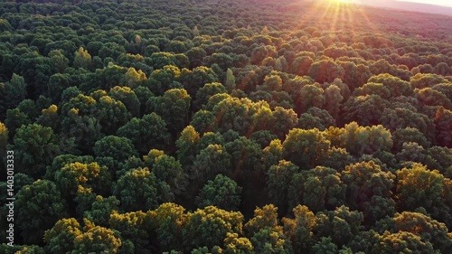 Sunset light over lush forest canopy