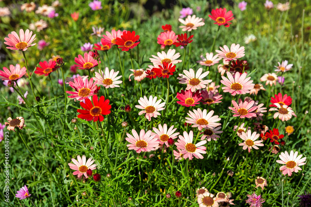 Argyranthemum