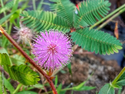 Mimosa pudica flower, flower of cactus which is blooming in a pinkish purple color, with a background of pinnate leaves.