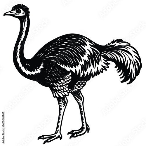 Cute ostrich cartoon vector illustration, an isolated wild bird