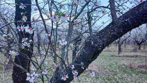 A view of an almond orchard in bloom. Almond tree orchard in flower in spring. White almond blossom on a twig. The concept of cultivation and orchard management. View of a flowering almond tree, close