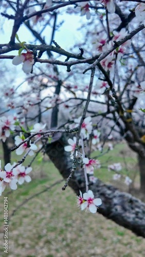 A view of an almond orchard in bloom. Almond tree orchard in flower in spring. White almond blossoms on a twig at sunset. The concept of farming and orcharding. View of the crown of a flowering almond