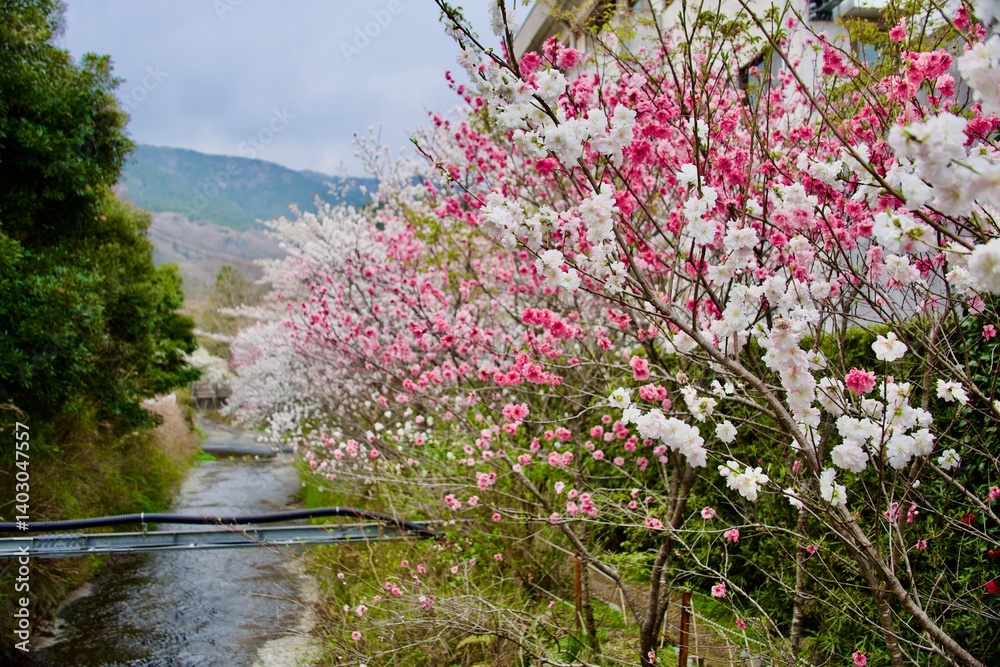 Fototapeta premium 綺麗な桜と川