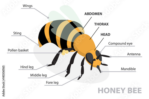 Honey bee anatomy diagram. Educational labeled body structure scheme. Biological description with insect head, thorax and abdomen detailed parts names. Flat isometric vector poster on white background