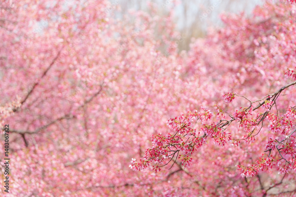 Close-up of cherry blossoms, spring plants, bright pink
Close-up of cherry blossoms, spring plants, bright pink